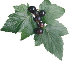 СО2 экстракт Черной смородины (листья) водорастворимый